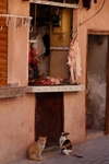 Marrakesh II portfolio