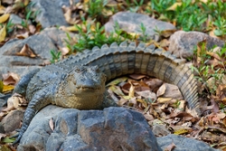 Mugger Crocodile