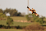 Marsh Harrier (male) diving, Montgai, Spain
