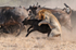 1st Lion attack part 4