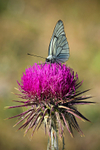 Black-veined White