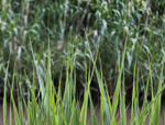 Grass Points