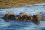 Atlantic Grey Seal