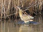 Bittern in the water at Hatch Pond, Poole