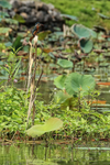 Common Kingfisher portfolio