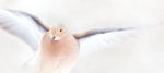 FLYING MOURNING DOVE - PORT RYERSE