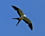 Swallow-tailed Kite portfolio