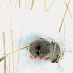 The Framing of the Shrew - Blarina brevicauda
