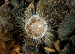Sagartia troglodytes