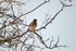 Fieldfare