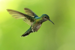 White-necked Jacobin (female) hovering, Panama