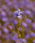 No.0032 Rutland Chicory