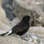 Black Wheatear (Oenanthe leucura) M