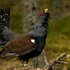 Capercaillie