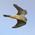 Kestrel (male) about to go into a dive at Otmoor