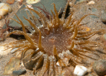 Anthopleura ballii