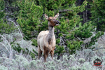 3HPhotography5-20-25_GTNP_436_