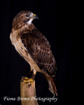 birds studio-20