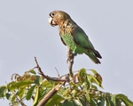 Brown Necked Parrot