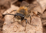 Andrena clarkella (m)