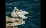 Gannets at Bempton Cliffs