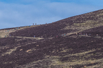 Black Combe-477