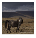 Welsh  Mountain & Moorlands