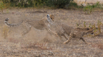 Mashatu Cubs 5