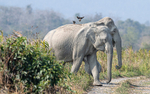 Elephants crossing