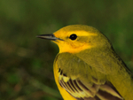 Yellow Wagtail (male) close-up at Farmoor