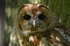 Tawny Owl