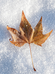 Wimpole Hall 16Dec22-21