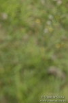 BVR160717-509