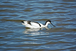 Avocet