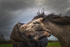 Into the World of Horses
