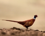 20100314-069