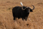 African Buffalo
