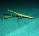 Praying Mantis (India)
