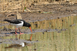 Oyster Catcher
