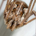 Harvestman (Metaphalangium cirtanum)