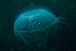 Aequorea forskalea