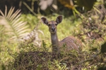 African Bush Buck.