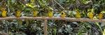 Black Necked Weavers
