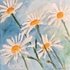 White daisies