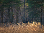 NOVEMBER GRASS #2- NORFOLK COUNTY
