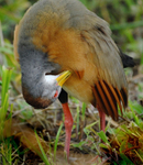 Gray-breasted Woodrail