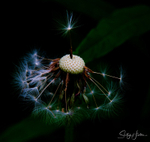 Dandylion 3