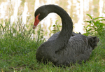 Black Swan