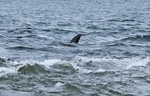 Bottlenose Dolphin