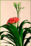 Clivia miniata Red with Green